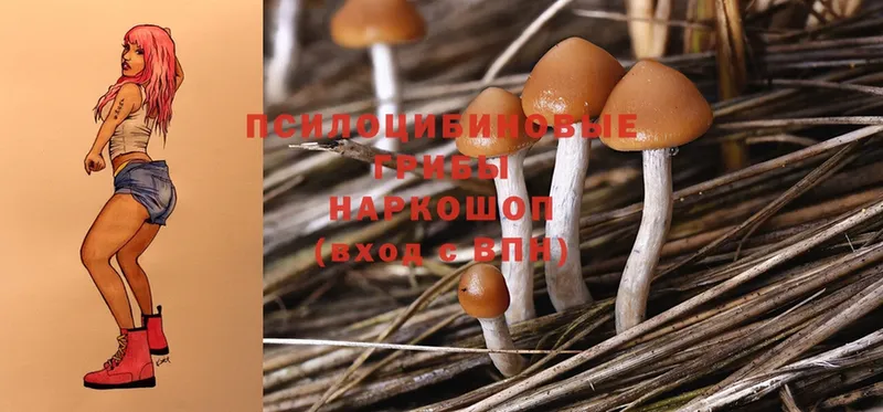 Галлюциногенные грибы Psilocybine cubensis  кракен ONION  Ершов 